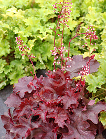 Heuchera 'Fire Chief'